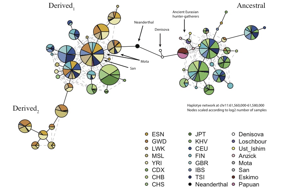 FADS1 haplotype network