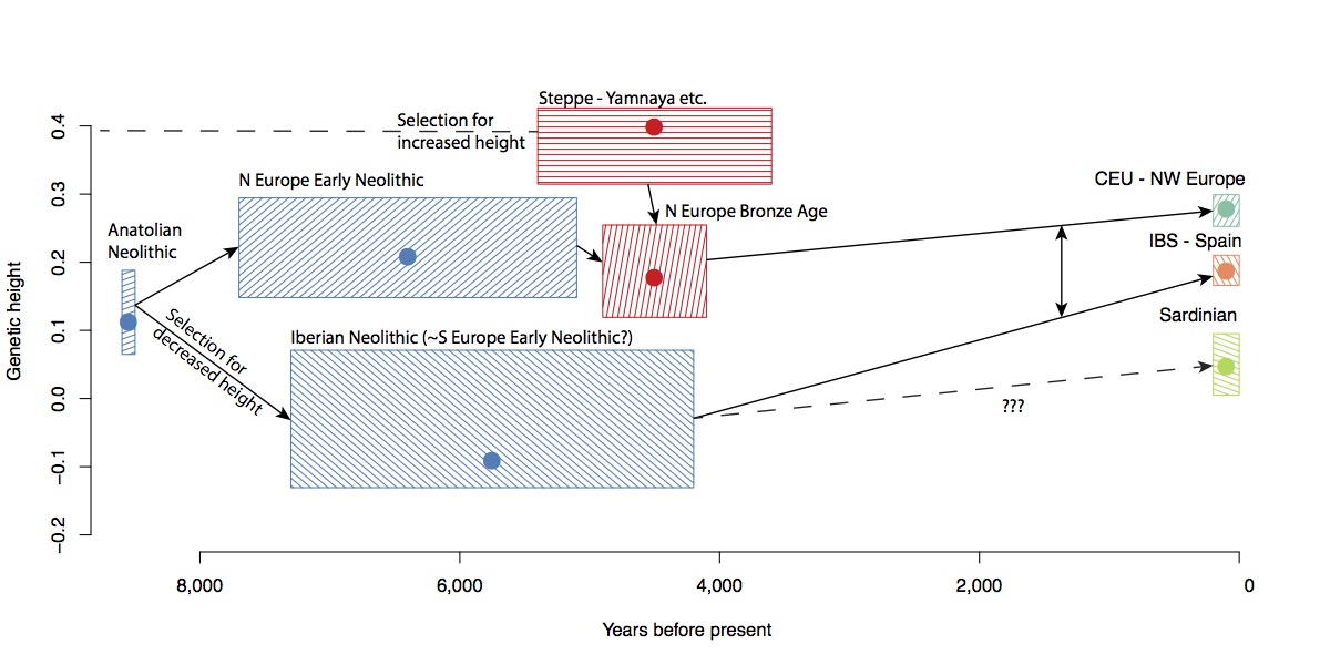 Neolithic height in Europe